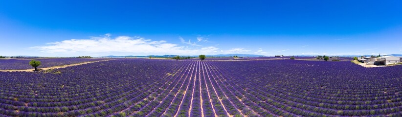 Aerial view of lavender fields in Valensole in South of France