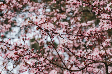 Blossoming cherry tree branches: spring time concept
