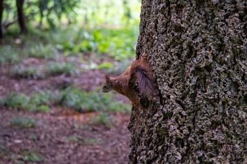 Eichhörnchen sitzt auf einem Baum