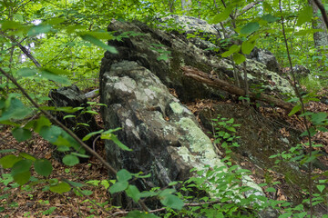 Nature Photos of New England by Constantine