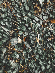 dry leaves on the ground