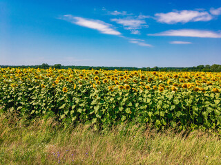 A view of a field of yellow flowers blooming sunflower under a blue cloudy sky on a summer sunny...