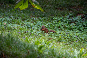 Eichhörnchen sitzt in der Wiese