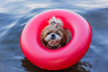 dog in the lake on an inflatable ring. safety. summer holiday