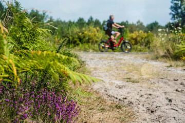 cycle path in the Landes forest