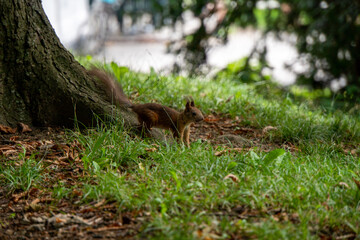 Eichhörnchen am Boden bei einem Baum