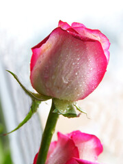 pretty pink rose close up