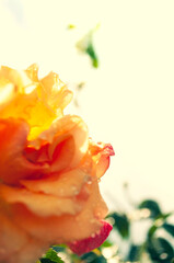 orange rose in water drops after rain on a light background. selective focus, space for text,bottom view