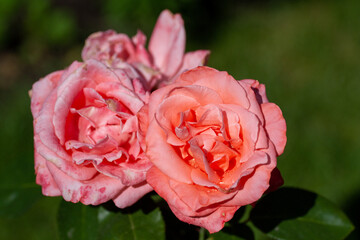 Pink rose flower blooming in roses garden