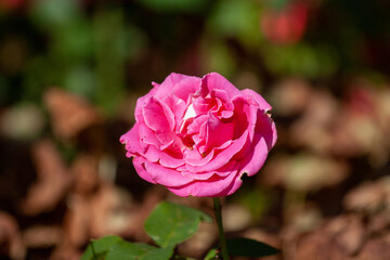 Pink rose flower blooming in roses garden