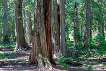 Ross Creek Old Growth Cedars