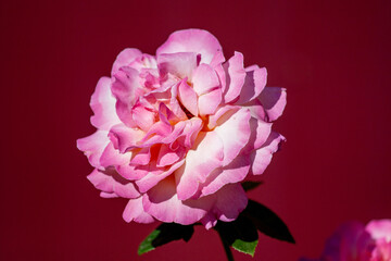 Pink rose flower blooming in roses garden