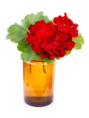 red flowers of geranium in brown glass bottle close up