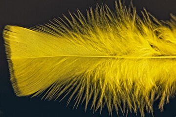 Close up of a yellow feather on black backgorund
