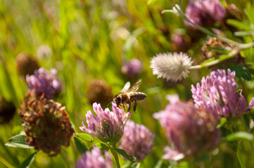 clover flower with bee in meadow
