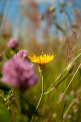 wildflower in meadow