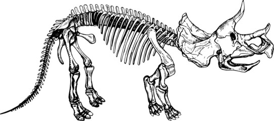 Triceratops Skeleton Silhouette in sketch style.Vector Illustration of dinosaur.
