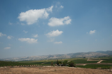 Panoramic view of vineyard rows in Israel.