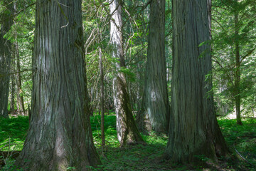 Ross Creek Old Growth Cedars