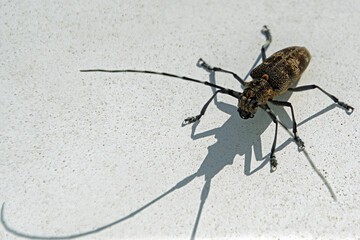 An insect and its shadow on a flat light surface. Horizontal shot close-up
The longhorn beetles.  