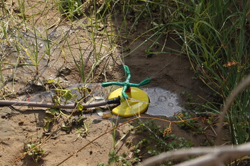 Sprinkler in to village shyopura in city Mandawa