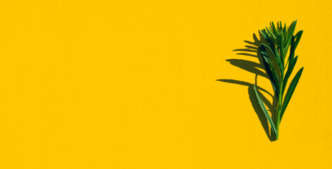 horizontal  banner. grass with hight  shadow on yellow background. copy space