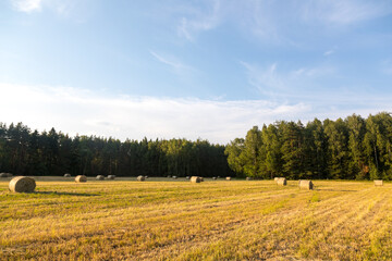 Haystacks in the field. Straw bales. Harvesting. Harvesting feed for the farm. Rural landscape. Countryside concept.