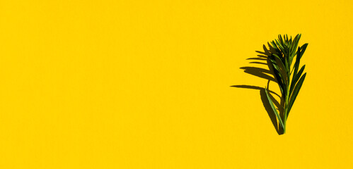 Fototapeta na wymiar horizontal banner. grass with hight shadow on yellow background. copy space