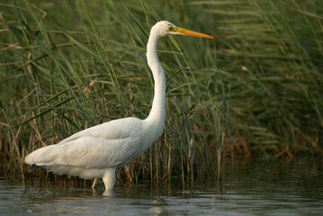 Closeup of Great Egret, Bahrain
