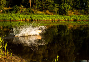 a large light-colored dog runs along the water of the lake for a toy. dog playing in the water in the evening