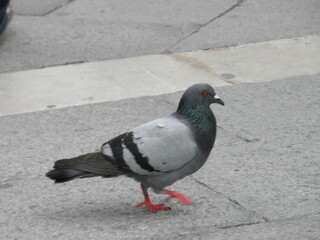 pigeon in the city
