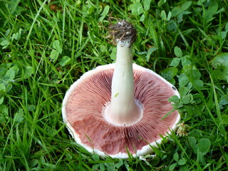 Agaricus campestris is commonly known as the field mushroom or, in North America, meadow mushroom.