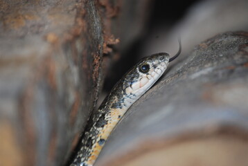 Horseshoe Whip Snake on Wooden Log