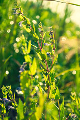 close-up of small purple wildflowers in the grass.