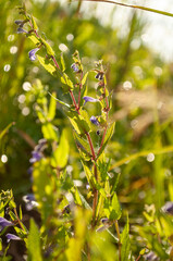 close-up of small purple wildflowers in the grass.