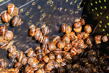 Life hack. Edible Helix pomatia grape snails or Roman snails, Burgundy snails in shells in large plastic container. Gastropod Tasty and healthy food. Delicacy. Selective focus.