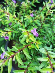 Obraz premium green leaves background