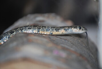 Horseshoe Whip Snake on Wooden Log