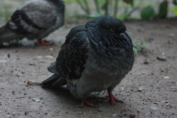 Gray city pigeon walking on the street on the ground.