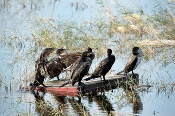 Great Cormorants at Buhair lake, Bahrain
