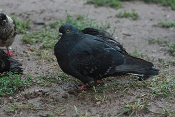 Fototapeta premium Gray city pigeon walking on the street on the ground.