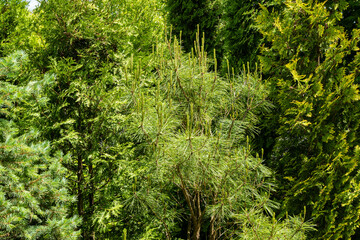 Fototapeta premium Pine Pinus densiflora Umbraculifera. Young long shoots of pine Pinus densiflora Umbraculifera against backdrop of evergreens. Evergreen landscaped garden. Nature concept for design. Selective focus.