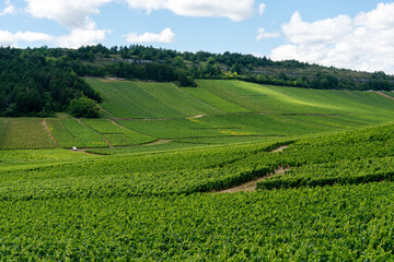 Fototapeta na wymiar Route des Vins de Bourgogne