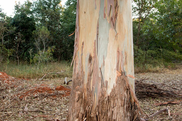 Colorful bark of the Eucalyptus Tree that are found in Brazil