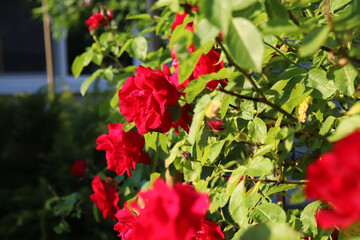 bushes of red roses in the garden
