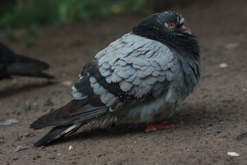 Gray city pigeon walking on the street on the ground.