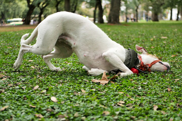 Young white boxer mixed breed dog with brown spots on the head, laying down on green grass after...