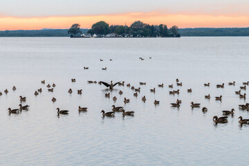 Sunset at the Steinhuder Meer, Germany, with Greylag Geese (Ansa ansa) in Front, and the Island Wilhelmstein in the Back