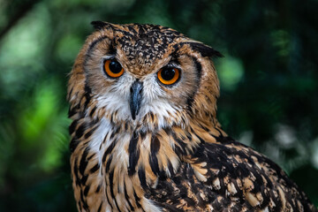 Portrait of an Uhu or Eurasian Eagle-owl (Bubo bubo)