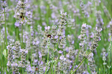 Bumblebee collecting nectar on lavender flowers in summer field